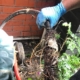 Pooman tree roots with mechanical snake