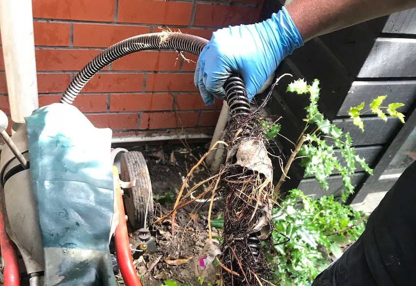 Pooman tree roots with mechanical snake